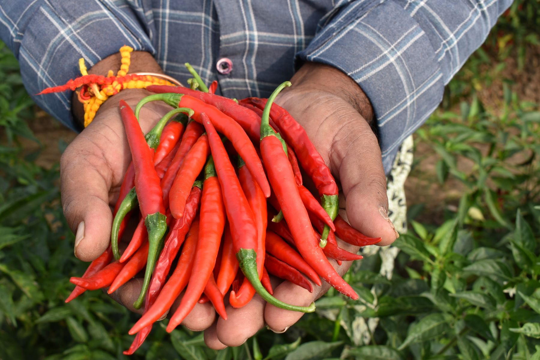 Fresh red chiles gathered after harvest
