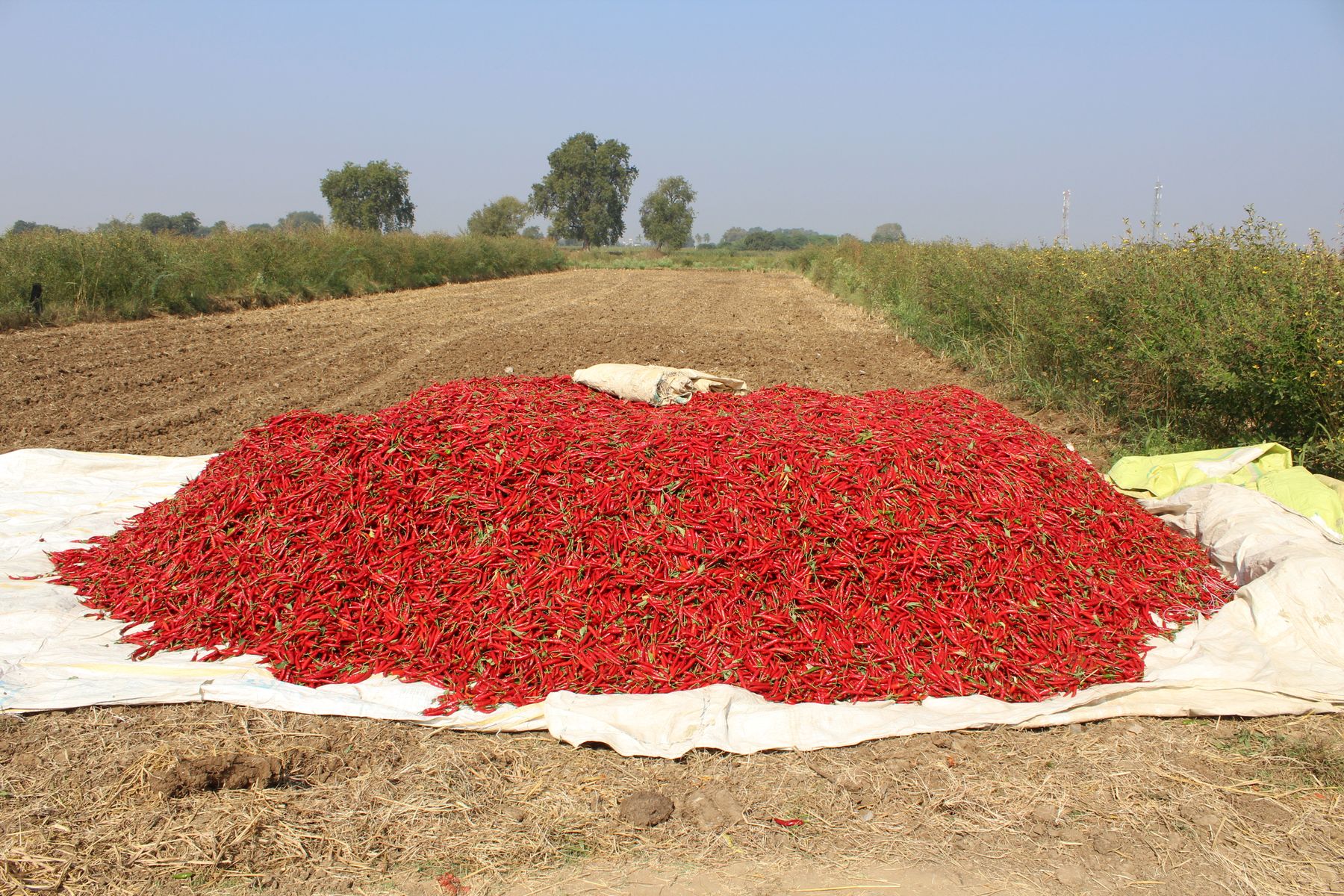 Red chile peppers drying after harvest